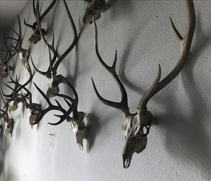 Multiple mounted deer skull taxidermy pieces darkened by ash and soot.