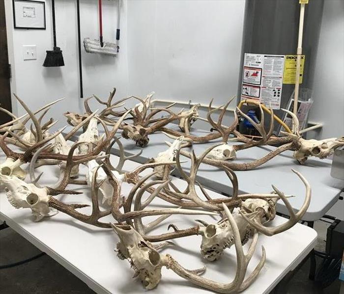 Multiple deer skull taxidermy pieces cleaned and laid out on a table.