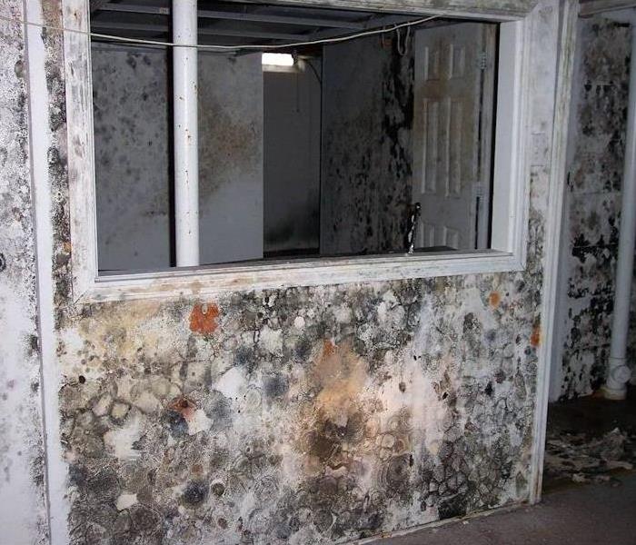 Interior wall of a house spotted with green, gray, and orange mold damage.